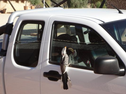 Twee Rivieren Restcamp - Kgalagadi Park