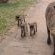 Warthog Family