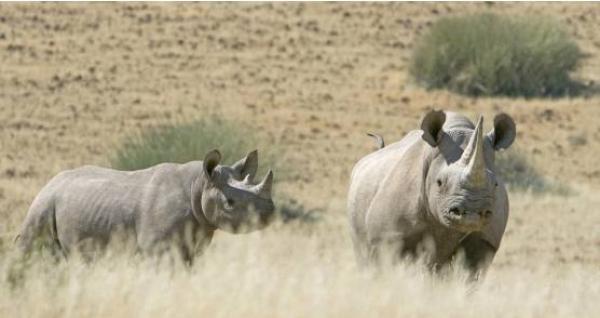 Desert Rhino Camp