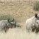 Desert Rhino Camp