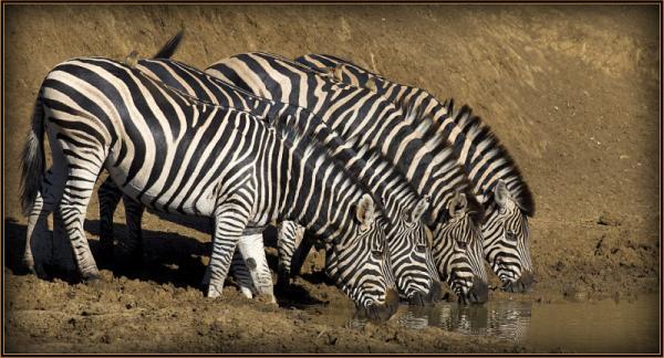Black Rhino Game Lodge - Pilanesberg Game Reserve