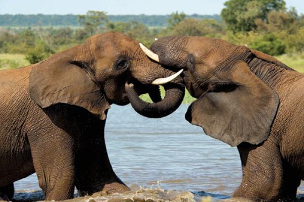 Ngoma Safari Lodge - Chobe National Park