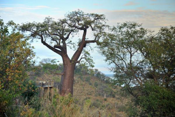 Ngoma Safari Lodge - Chobe National Park