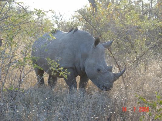 Big 5 - Rhino