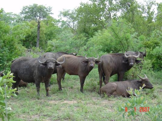 Big 5 - Buffalo