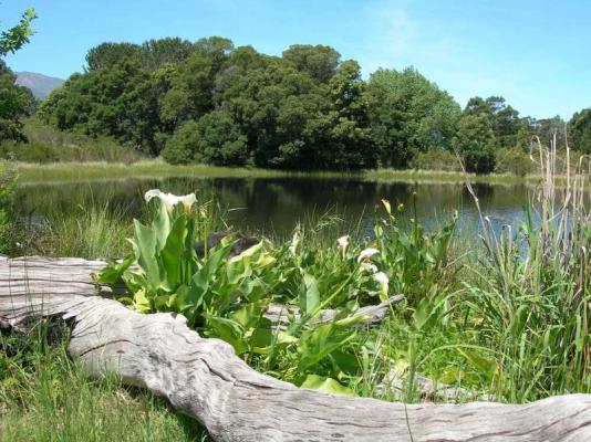 Swimming Dam