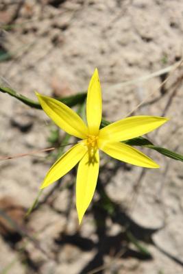 Welbedacht Game & Nature Reserve - Wild Flowers