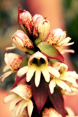 Wild Drakensberg Orchid