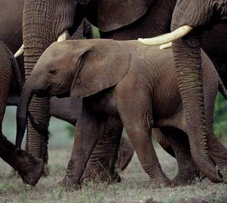 Elephants in Addo National Elephant Park