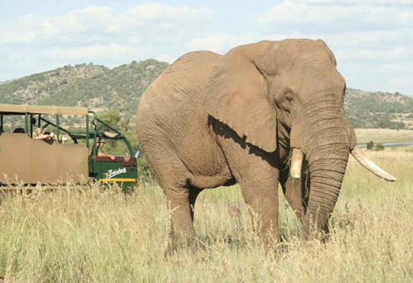 Elephant in Pilanesberg Game Reserve