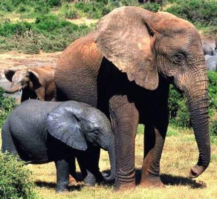 Elephants in Mkuze Game Reserve