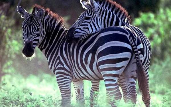 Zebra - animals at kwenga