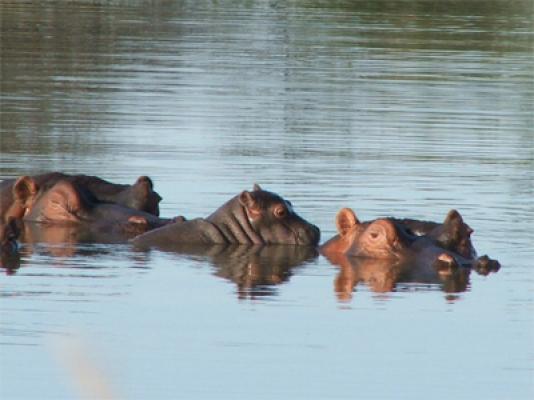 Ditholo Game Lodge