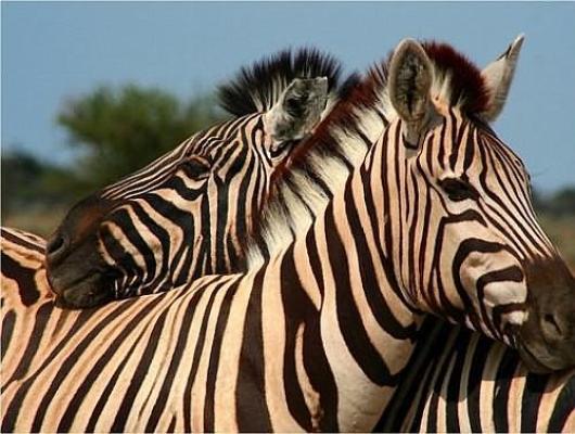Wildlife Viewing in South Africa