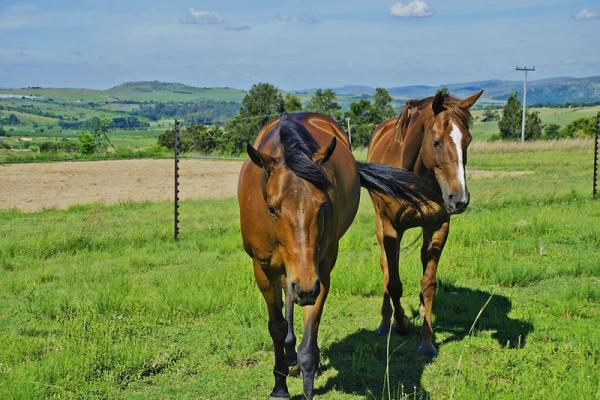 Our private horses
