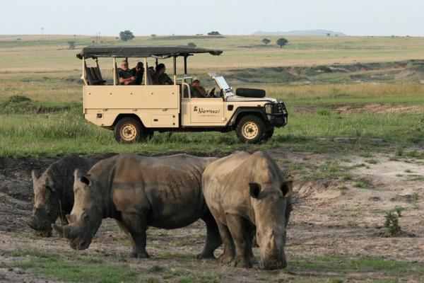 Viewing the majestic rhinos