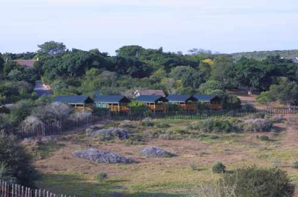 Safari Tents