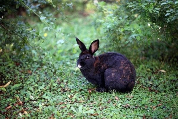 Rabbits in the garden