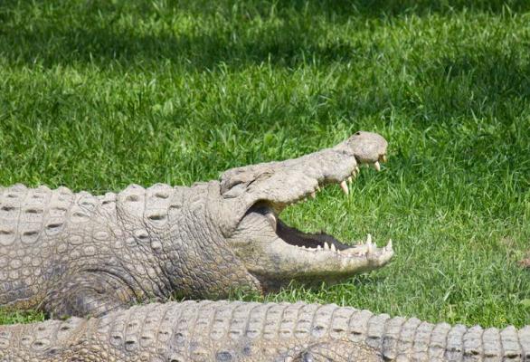 Crocworld Conservation Centre