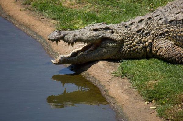 Crocworld Conservation Centre