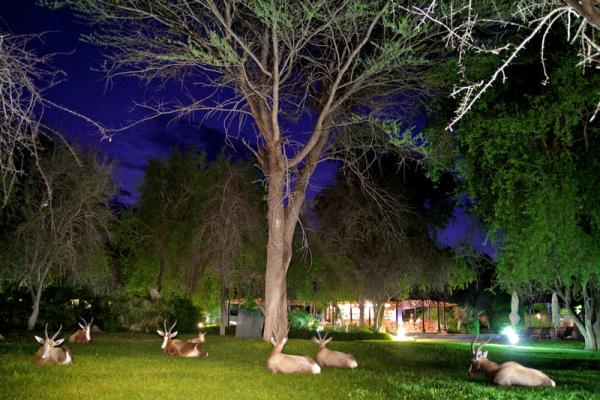 Bontebok in the garden