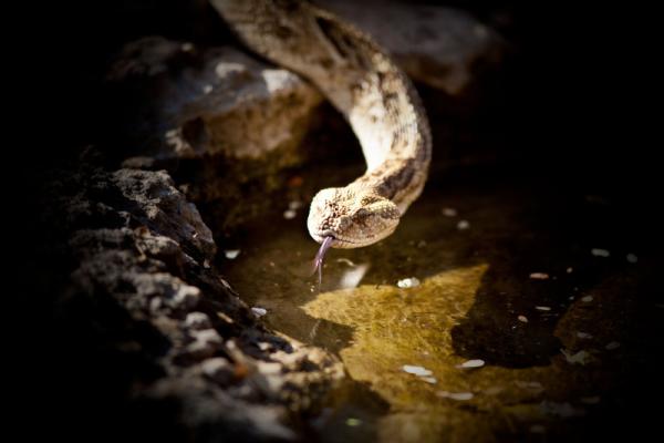 Reptile Park