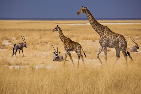 Giraffes in Etosha National Park