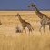 Giraffes in Etosha National Park