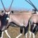 Thali Thali Game Lodge Thali Thali Game Lodge