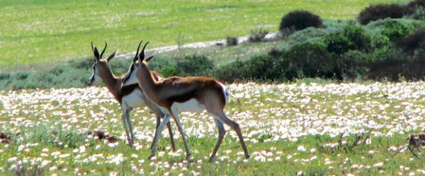 Thali Thali Game Lodge