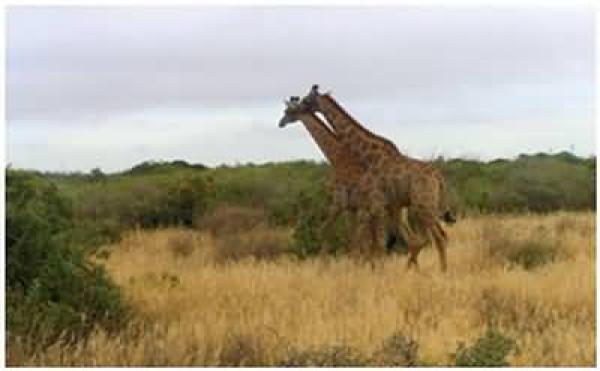 Thali Thali Game Lodge