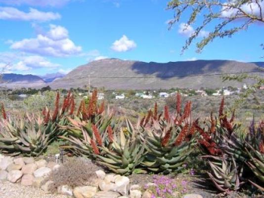 Karoo View Cottages Spring Flowers overlooks the village of Prince Albert and the Swartberg