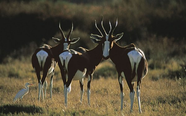 Bushmans Kloof Wilderness Reserve