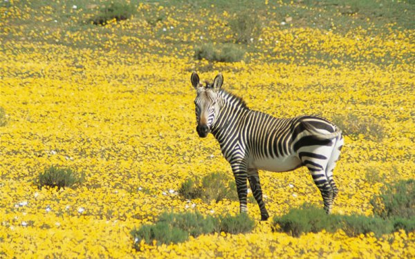 Bushmans Kloof Wilderness Reserve