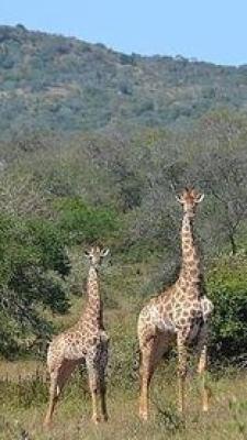 Hluhluwe-Imfolozi Game Reserve Self Drive