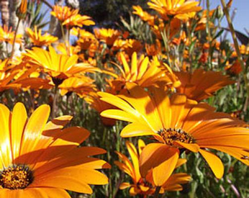 Karoo National Botanical Garden