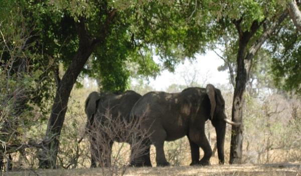 Wildlife of the Kruger Park