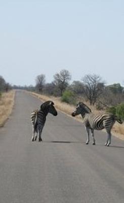 How to Get to Kruger Park