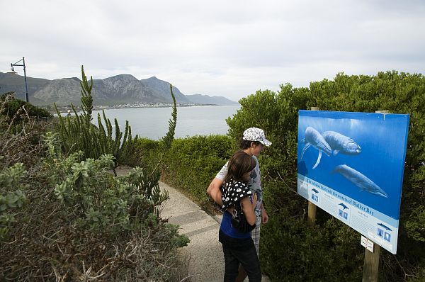 Cape Whale Route