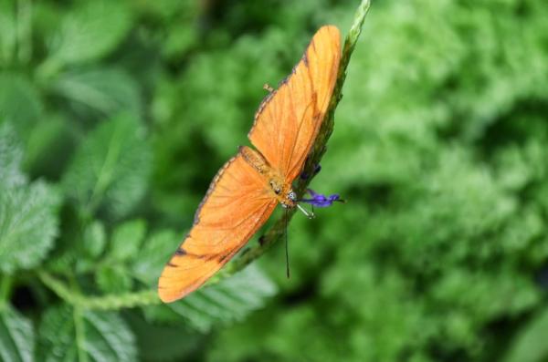 Butterfly World