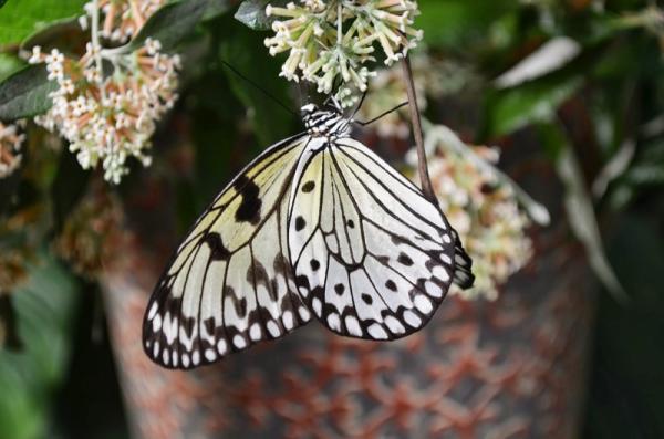 Butterfly World