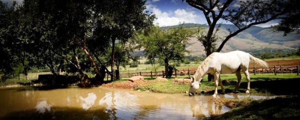 Horses in the garden.