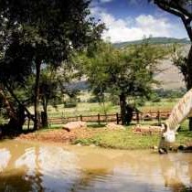 Horses in the garden.