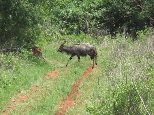 Nyala Bull