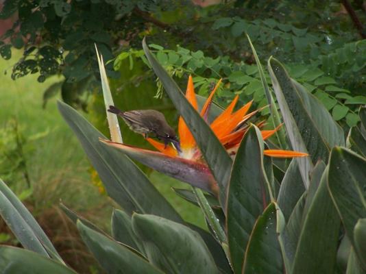 Birds at Pumula