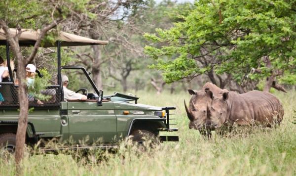 game drive and rhino