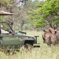 game drive and rhino