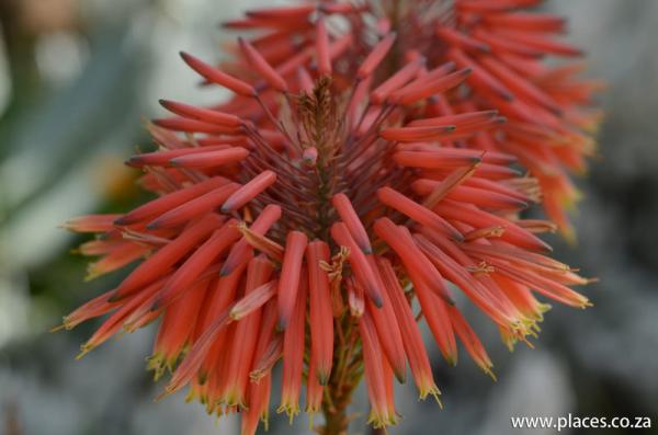 Kirstenbosch National Botanical Garden