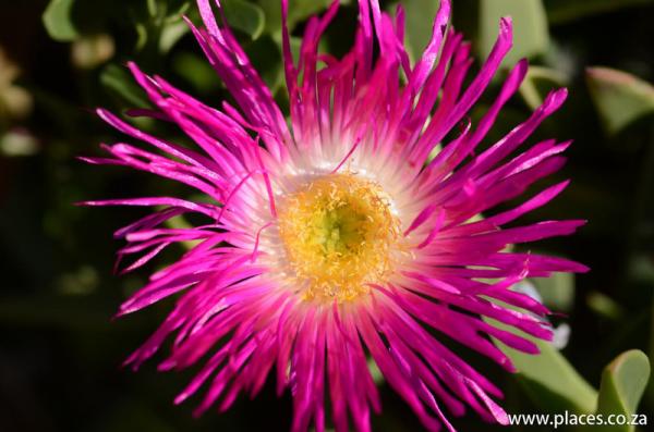 Kirstenbosch National Botanical Garden