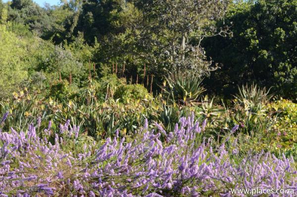 Kirstenbosch National Botanical Garden